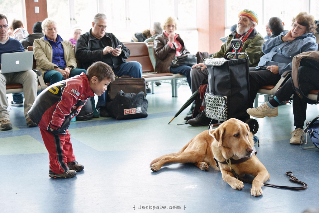 小男孩與導盲犬