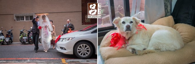 進家門,第一眼就看當毛小孩阿洽,眼睛睜大的看的阿母回到家怎穿的怪怪的