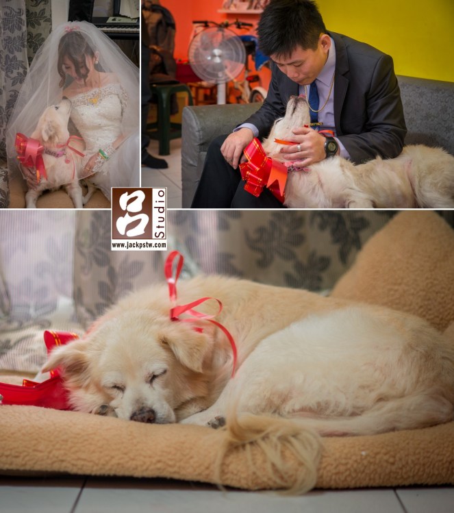 毛小孩看到阿母阿爸今天特別不一樣