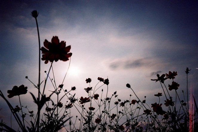 Agfa-optima-1035-film-03