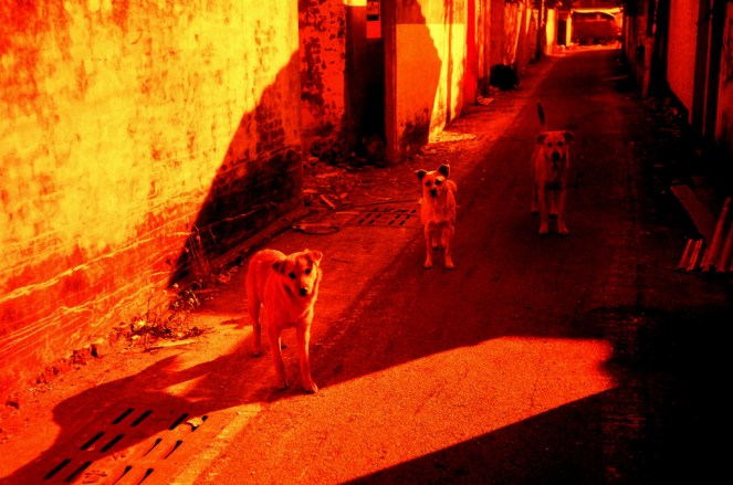 Agfa-optima-1035-film-red-scale