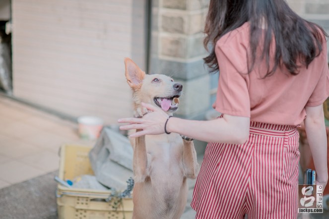 毛小孩愛與人互動